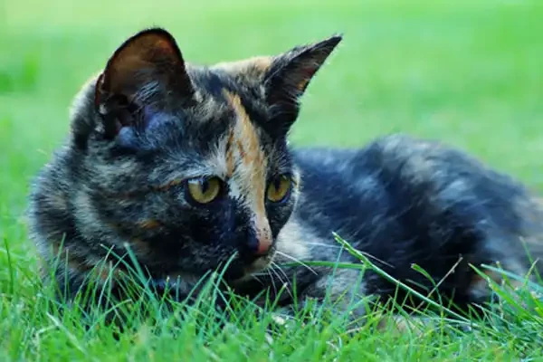 Chronische Niereninsuffizienz bei der Katze - Chronische Niereninsuffizienz bei der Katze - vetena.de