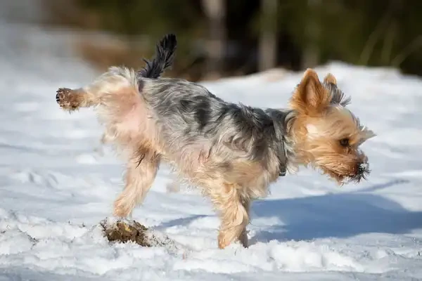 Erkrankung der ableitenden Harnwege beim Hund - Erkrankung der ableitenden Harnwege beim Hund - vetena.de