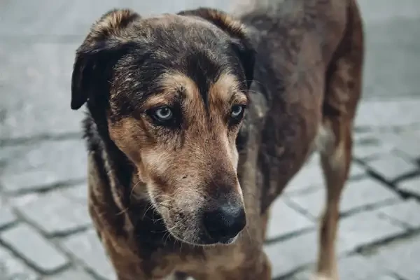 Durchfall bei Hunden - Durchfall bei Hunden und was zu tun ist - bei vetena.de