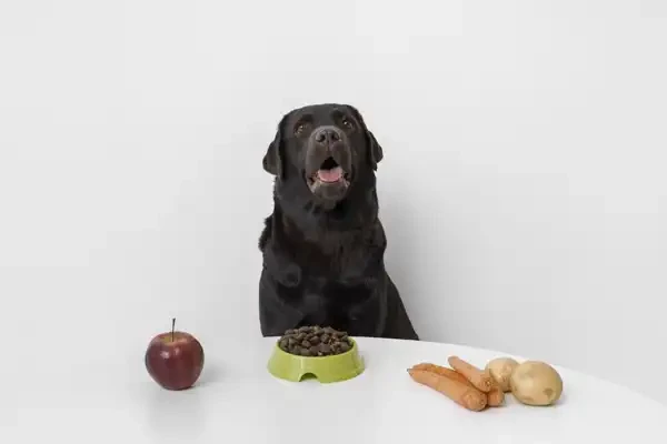 Was dürfen Hunde nicht essen? – Giftige Lebensmittel im Überblick - Was dürfen Hunde nicht essen? – Giftige Lebensmittel im Überblick