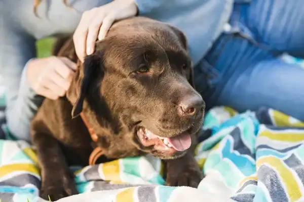 Hund hat Flöhe – was tun? Unsere Tipps - Hund hat Flöhe – was tun? Unsere Tipp