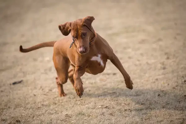 Hüftdysplasie beim Hund: Ursachen und Therapiemöglichkeiten - Hüftdysplasie beim Hund: Ursachen und Therapiemöglichkeiten