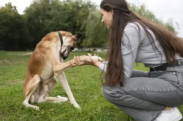 Ellenbogendysplasie beim Hund (ED): Anzeichen & Therapie - Ellenbogendysplasie beim Hund (ED): Anzeichen & Therapie