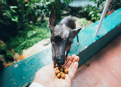 Schwarzer Hund frisst Diätfutter Hund aus der Hand