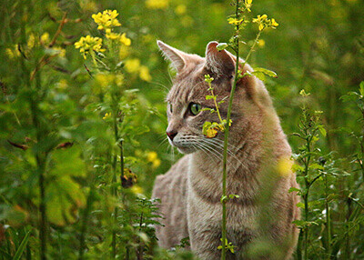 Katze streift nach Fütterung mit Hill's Prescription Diet glücklich durch die Landschaft