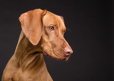 Hund freut sich auf Ergänzungsfuttermittel von almapharm