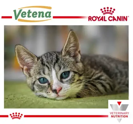 vetena ist partner von royal canin
