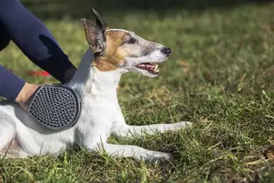 hund wird gekämmt