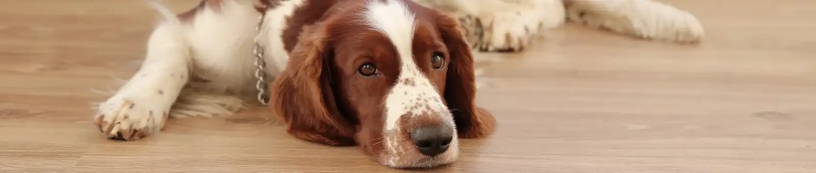 hund liegt auf boden