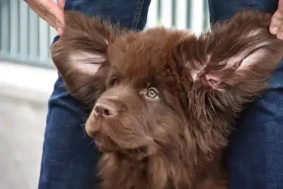 hund mit großen ohren