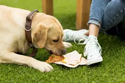 Hund isst Pizza im Park