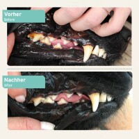 AniForte Denta Clean & Care Pulver für Hunde & Katzen