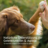 AniForte Kollagen Pulver für Hunde & Katzen